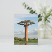 Carte Postale Baobab de Grandidier Madagascar (Debout devant)
