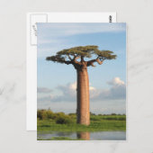 Carte Postale Baobab de Grandidier Madagascar (Devant / Derrière)