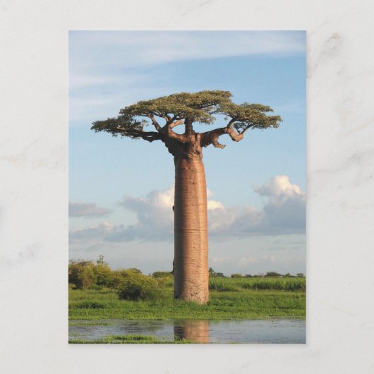 Carte Postale Baobab de Grandidier Madagascar (Devant)