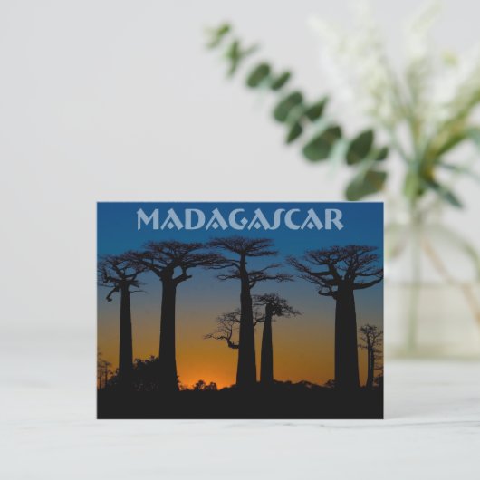 Carte Postale Baobabs de Madagascar (Debout devant)
