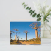Carte Postale Baobabs de Madagascar (Debout devant)