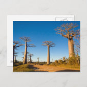 Carte Postale Baobabs de Madagascar (Devant / Derrière)