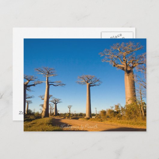 Carte Postale Baobabs de Madagascar (Devant / Derrière)