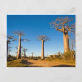 Carte Postale Baobabs de Madagascar (Devant)