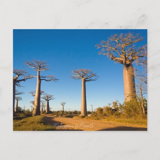 Carte Postale Baobabs de Madagascar (Devant)