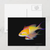 Carte Postale Bar blanc Anthias (Devant / Derrière)