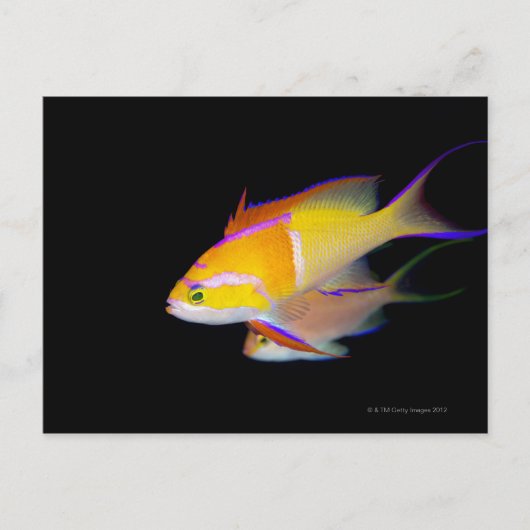 Carte Postale Bar blanc Anthias (Devant)