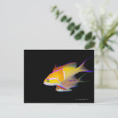 Carte Postale Bar blanc Anthias (Debout devant)