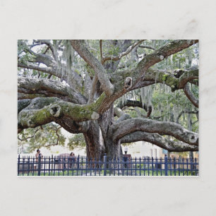 Carte Postale Baranoff Chêne - Port de sécurité, FL