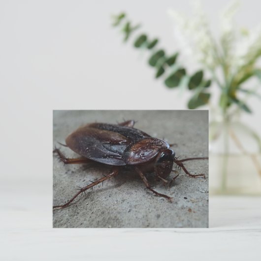 Carte Postale Barata Cucaracha Cockroach (Debout devant)