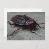 Carte Postale Barata Cucaracha Cockroach (Devant / Derrière)