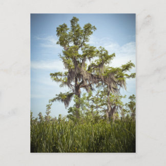 Carte Postale Barataria Marais Cypress Arbre