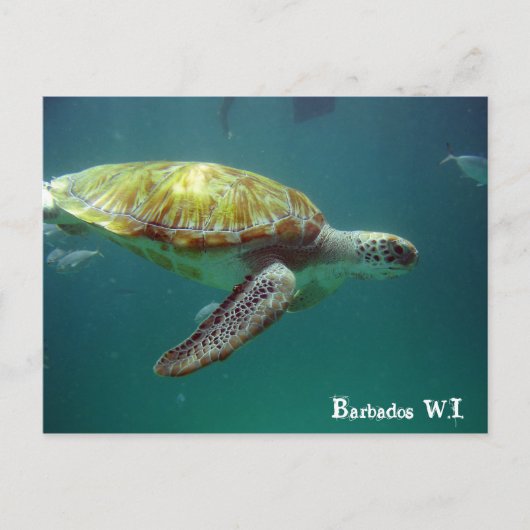 Carte Postale Barbados W.I. (Devant)