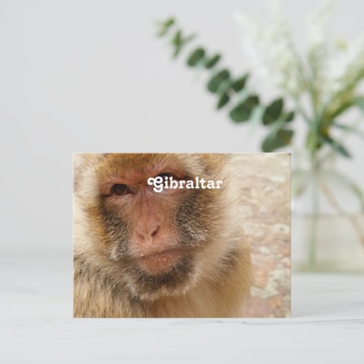 Carte Postale Barbarie Macaques (Debout devant)