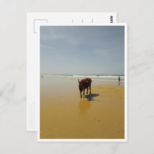 Carte Postale Barbate, Andalousie (Espagne) (Devant / Derrière)