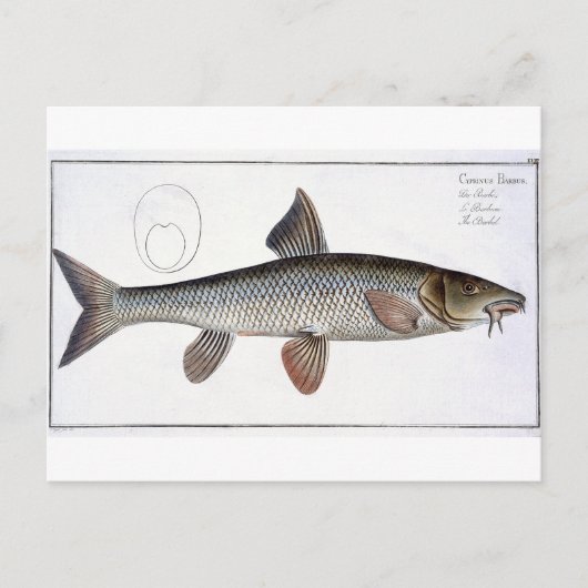 Carte Postale Barbel (Cyprinus Barbus) plaque XVIII de 'Ichthyo (Devant)