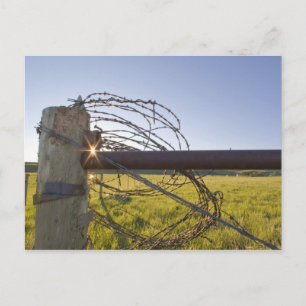 Carte Postale Barbelé roulé sur le fencerow près