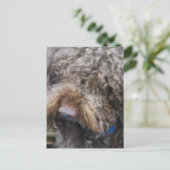Carte postale Barbet (Debout devant)