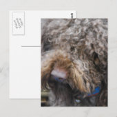Carte postale Barbet (Devant / Derrière)