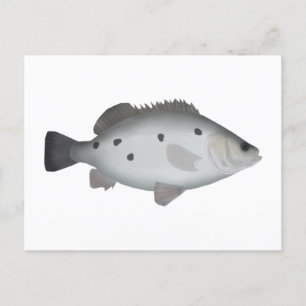 Carte Postale Barcoo Grunter