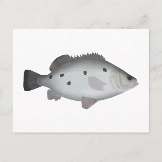 Carte Postale Barcoo Grunter (Devant)