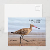 Carte Postale Barge à queue noire Plage Océan Sable Oiseau (Devant / Derrière)