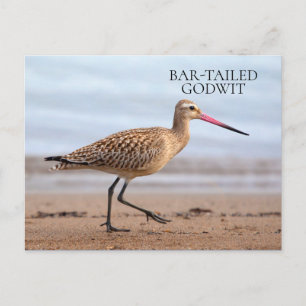 Carte Postale Barge à queue noire Plage Océan Sable Oiseau