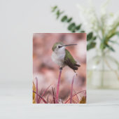 Carte Postale Baril Cactus Roosage (Debout devant)