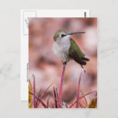 Carte Postale Baril Cactus Roosage (Devant / Derrière)