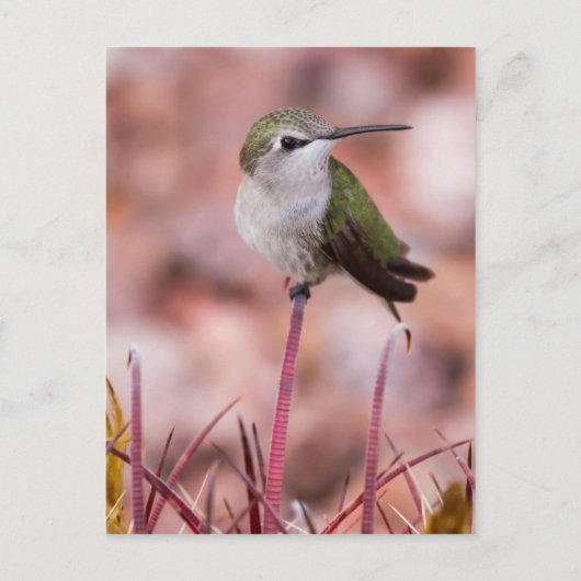 Carte Postale Baril Cactus Roosage (Devant)