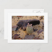 Carte Postale "Baril décousu Catus d'Itty " (Devant / Derrière)