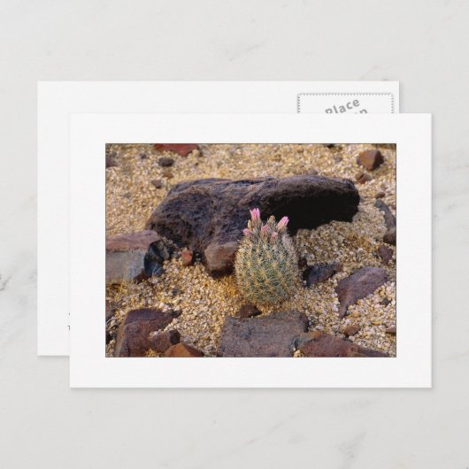 Carte Postale "Baril décousu Catus d'Itty " (Devant / Derrière)