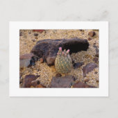 Carte Postale "Baril décousu Catus d'Itty " (Devant)