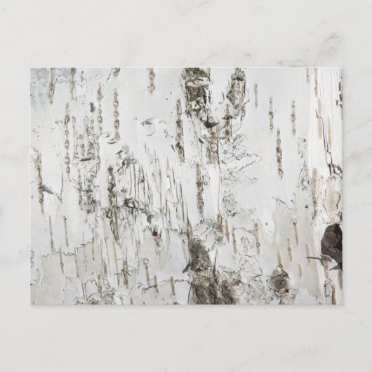 CARTE POSTALE BARK BIRCH (Devant)