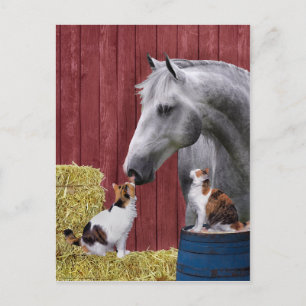 Carte postale "Barn Buds"