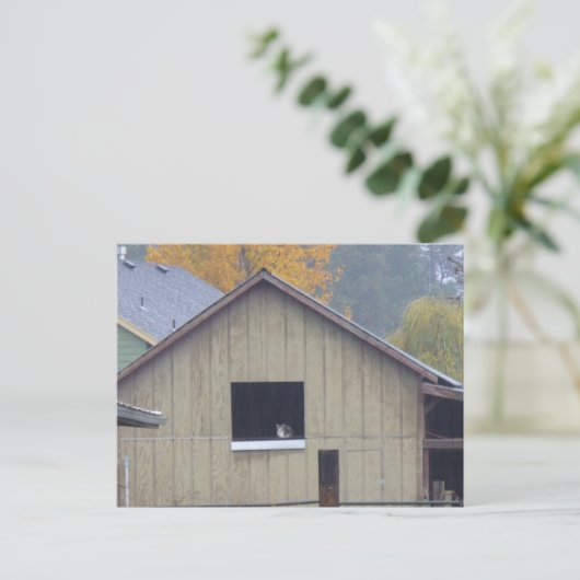Carte postale Barn Kitty (Debout devant)