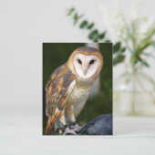 Carte Postale Barn Owl (Debout devant)