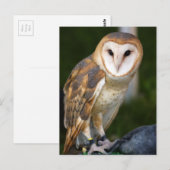 Carte Postale Barn Owl (Devant / Derrière)