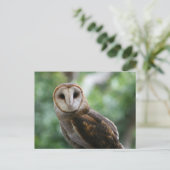Carte Postale Barn Owl (Debout devant)