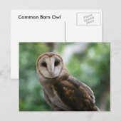 Carte Postale Barn Owl (Devant / Derrière)