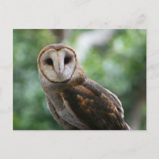 Carte Postale Barn Owl (Devant)