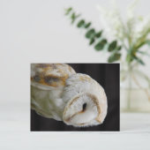 Carte Postale Barn Owl (Debout devant)