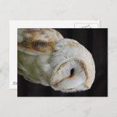 Carte Postale Barn Owl (Devant / Derrière)