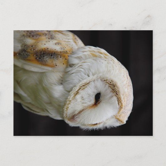 Carte Postale Barn Owl (Devant)