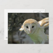 Carte postale Barn Owl (Devant / Derrière)