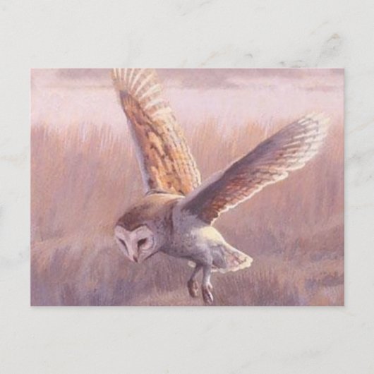 Carte postale Barn Owl (Devant)