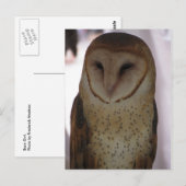 Carte Postale Barn Owl (Devant / Derrière)