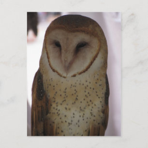 Carte Postale Barn Owl