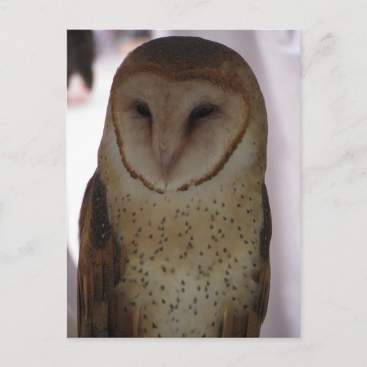 Carte Postale Barn Owl (Devant)