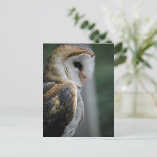 Carte postale Barn Owl (Debout devant)